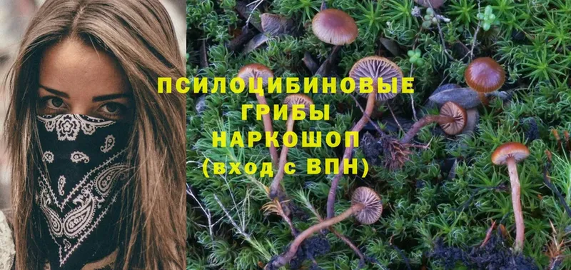 Псилоцибиновые грибы Psilocybe  блэк спрут   Шарыпово 